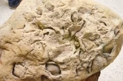 Museo Antropológico de la Orinoquia : Piedra de la sala de paleontología, tame hace millones de años.